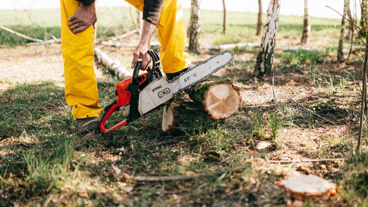 Best Arborist Services Near Me  in USA